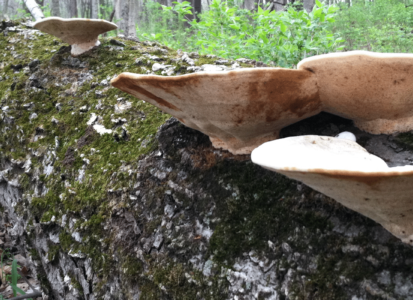 fungus on log-hero