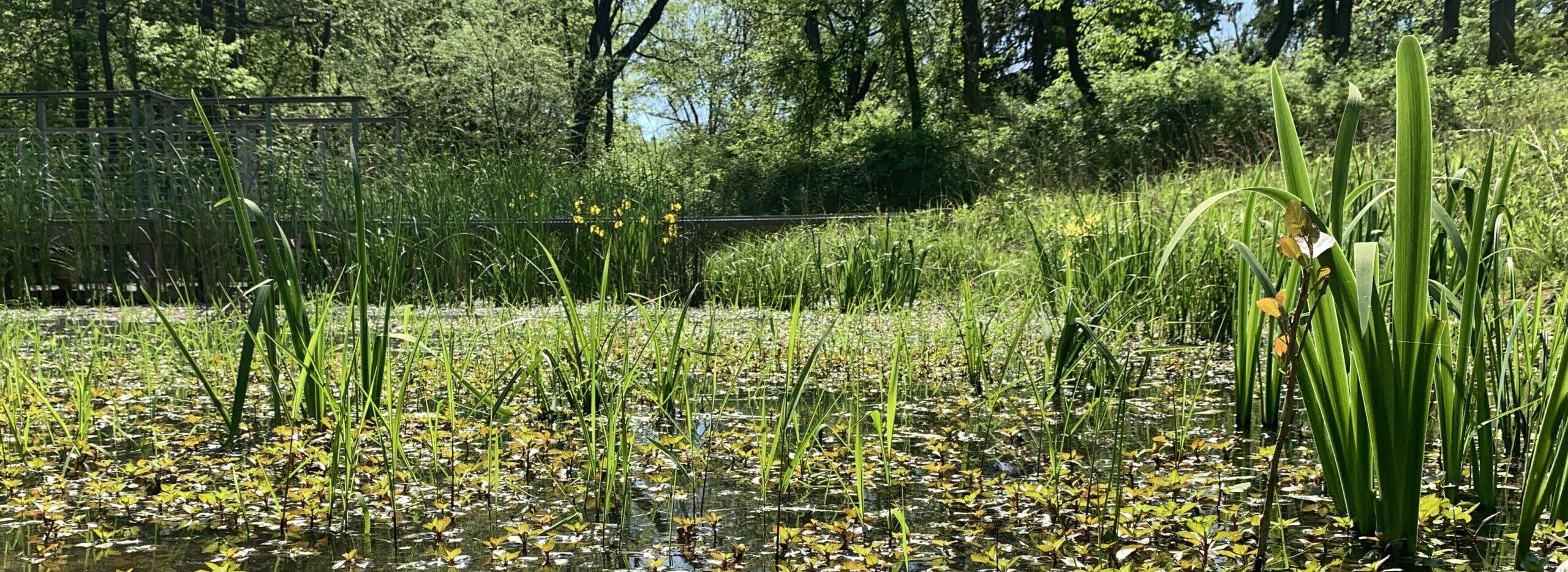 wetland pond with tall grasses