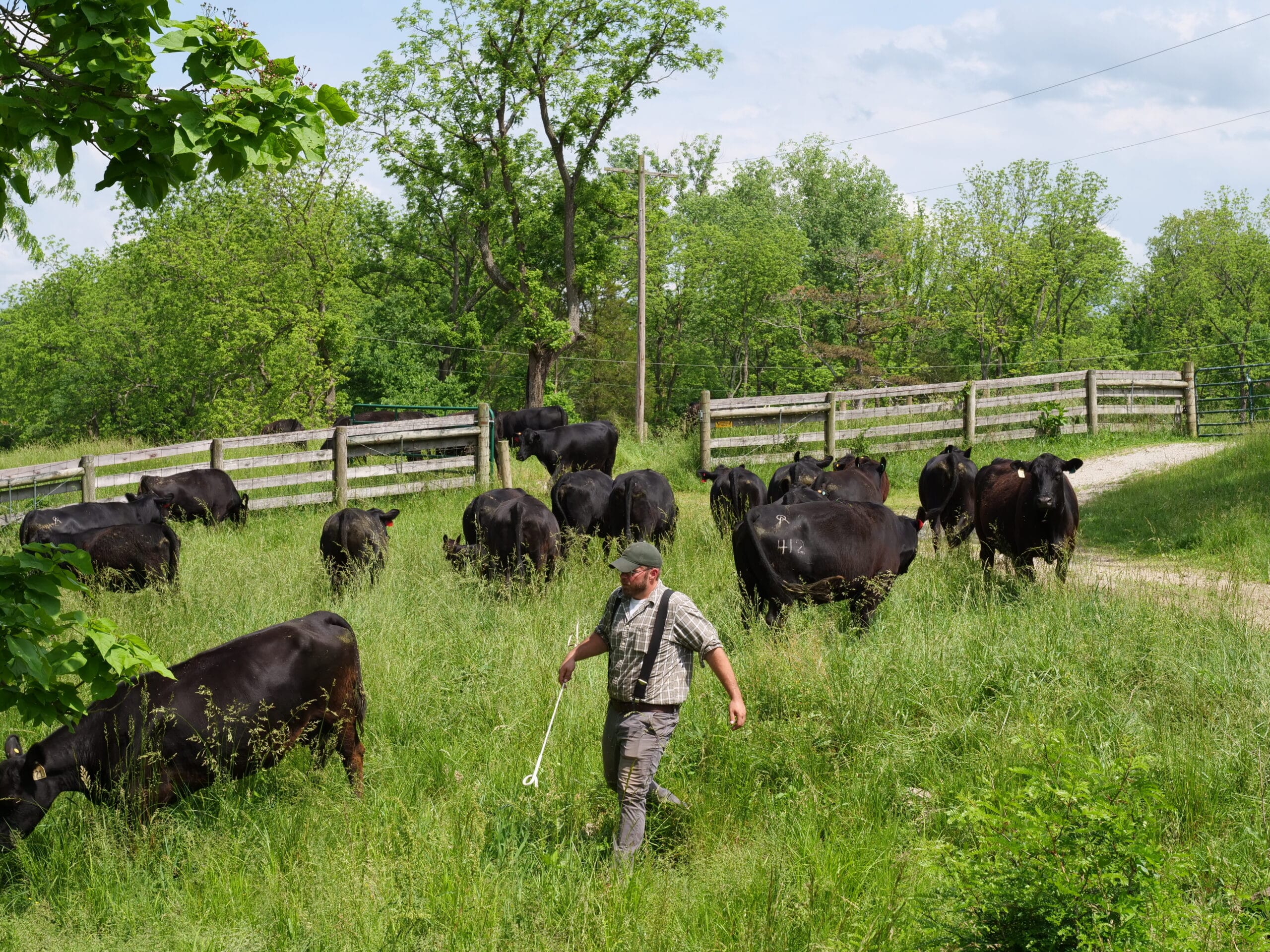 cows in grass field with one farm hand employee