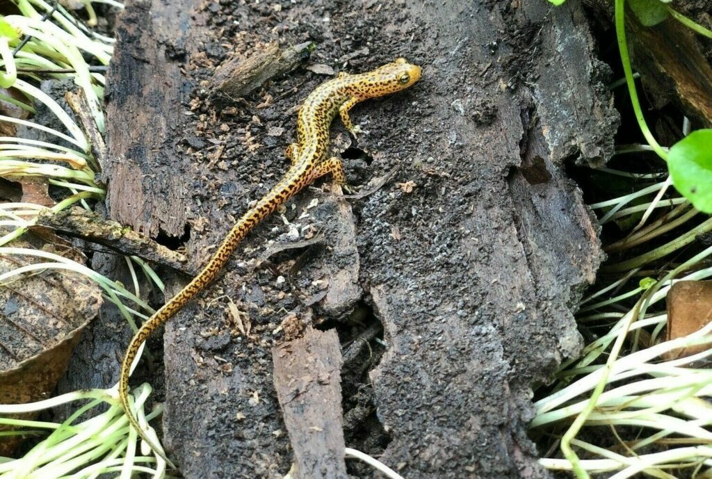 long tailed salamander on log