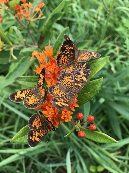 orange and black butterflies on bright orange flowers with grass