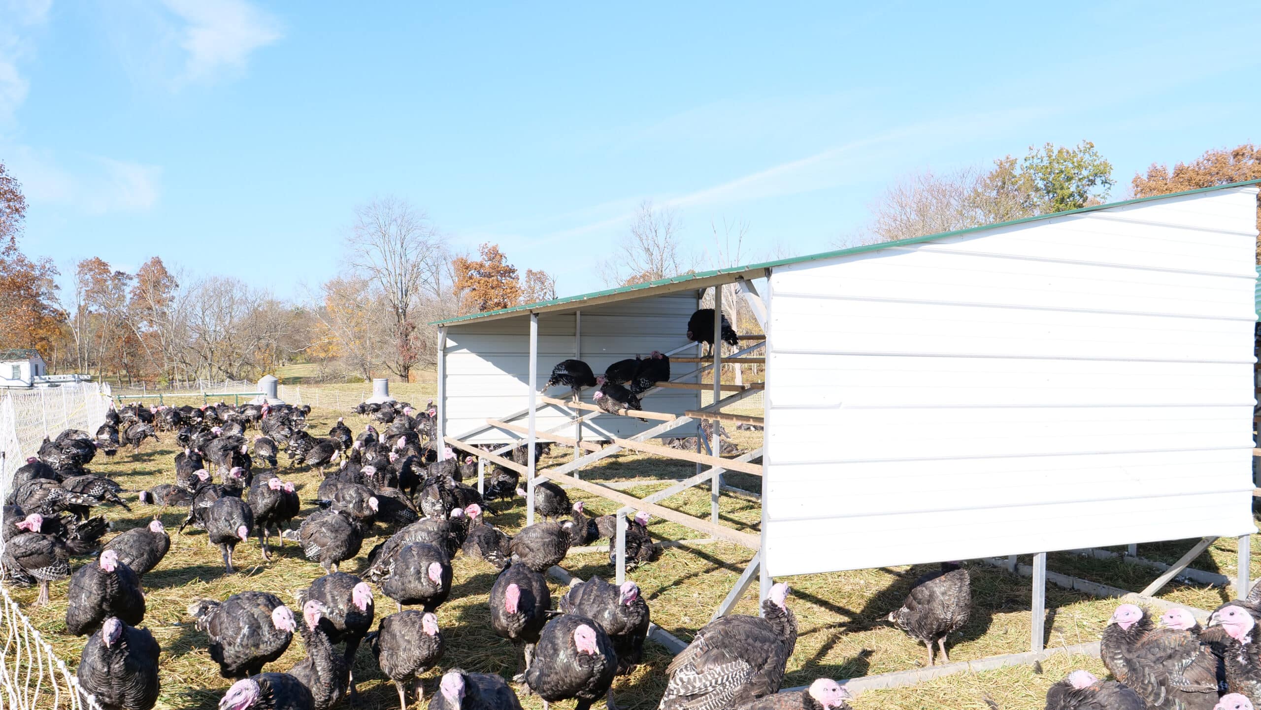 turkeys on green pasture with three turkeys on wooden and sheet-metal roosting structure