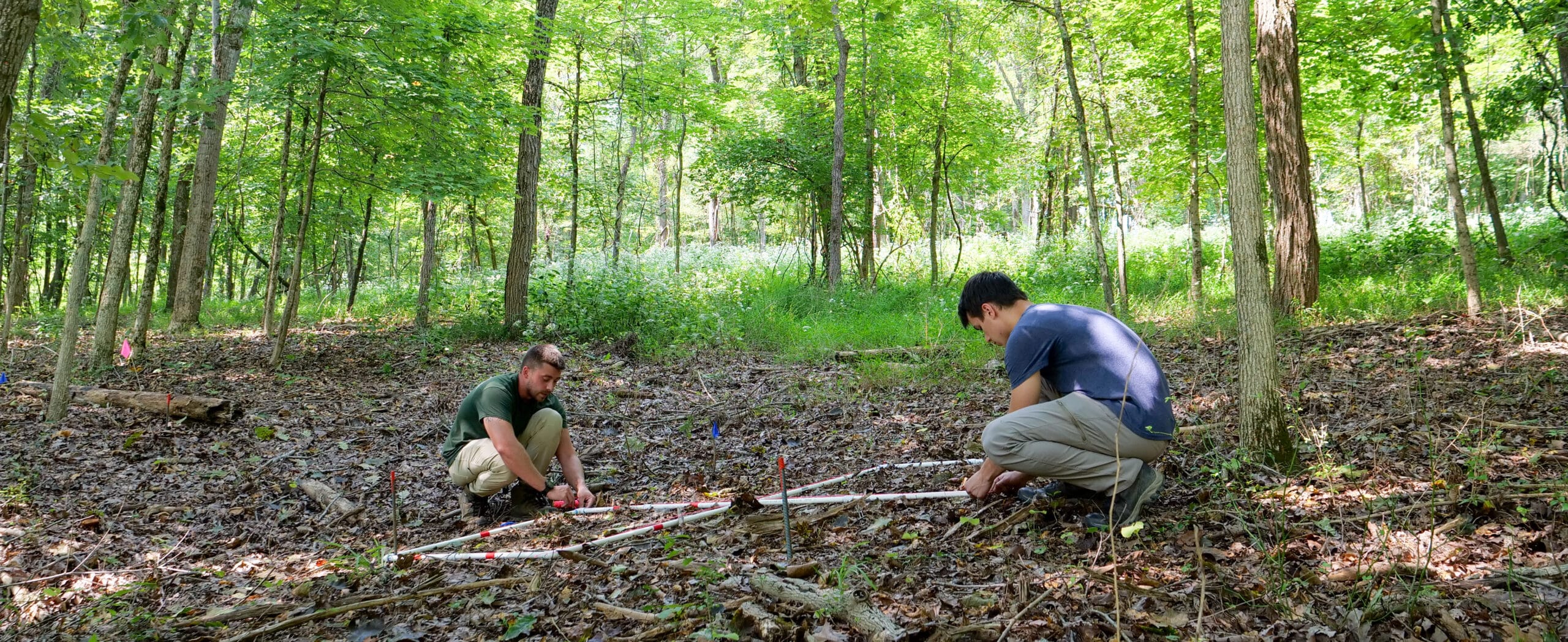 Greenacres researchers setting up plots to measure invasive species.