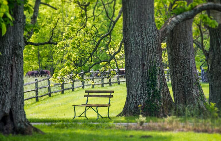 Bench in shade next to large tree, with cow pastures in background