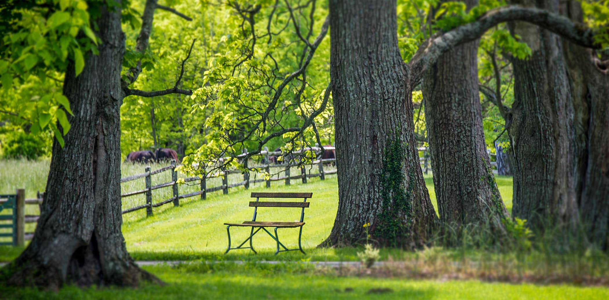 Bench in shade next to large tree, with cow pastures in background