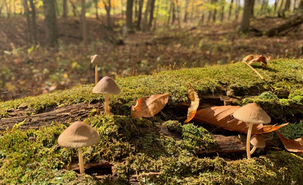 small white mushrooms on moss log