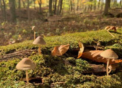 small white mushrooms on moss log