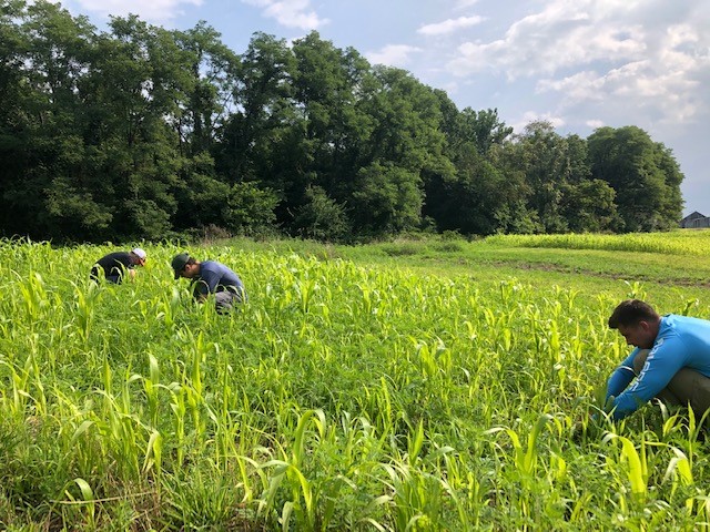 greenacres researchers collecting soil samples in native warm season grass plots