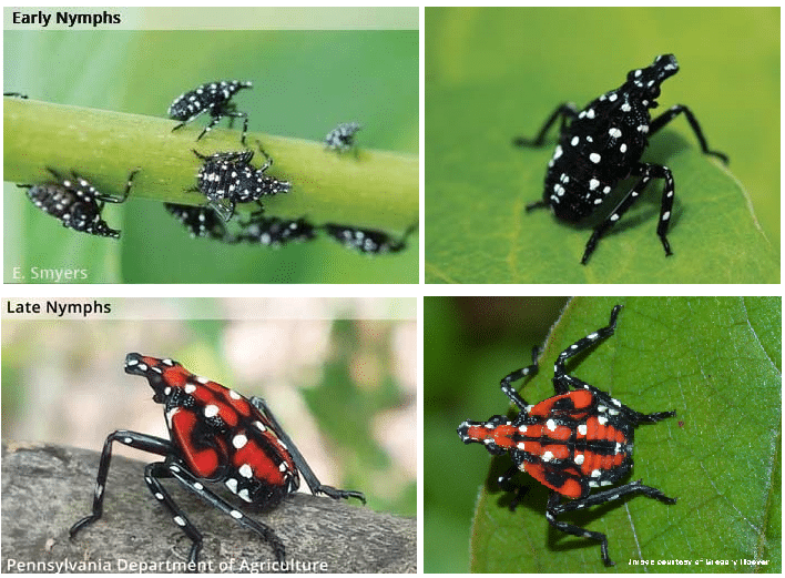 Spotted Lanternfly Nymphs