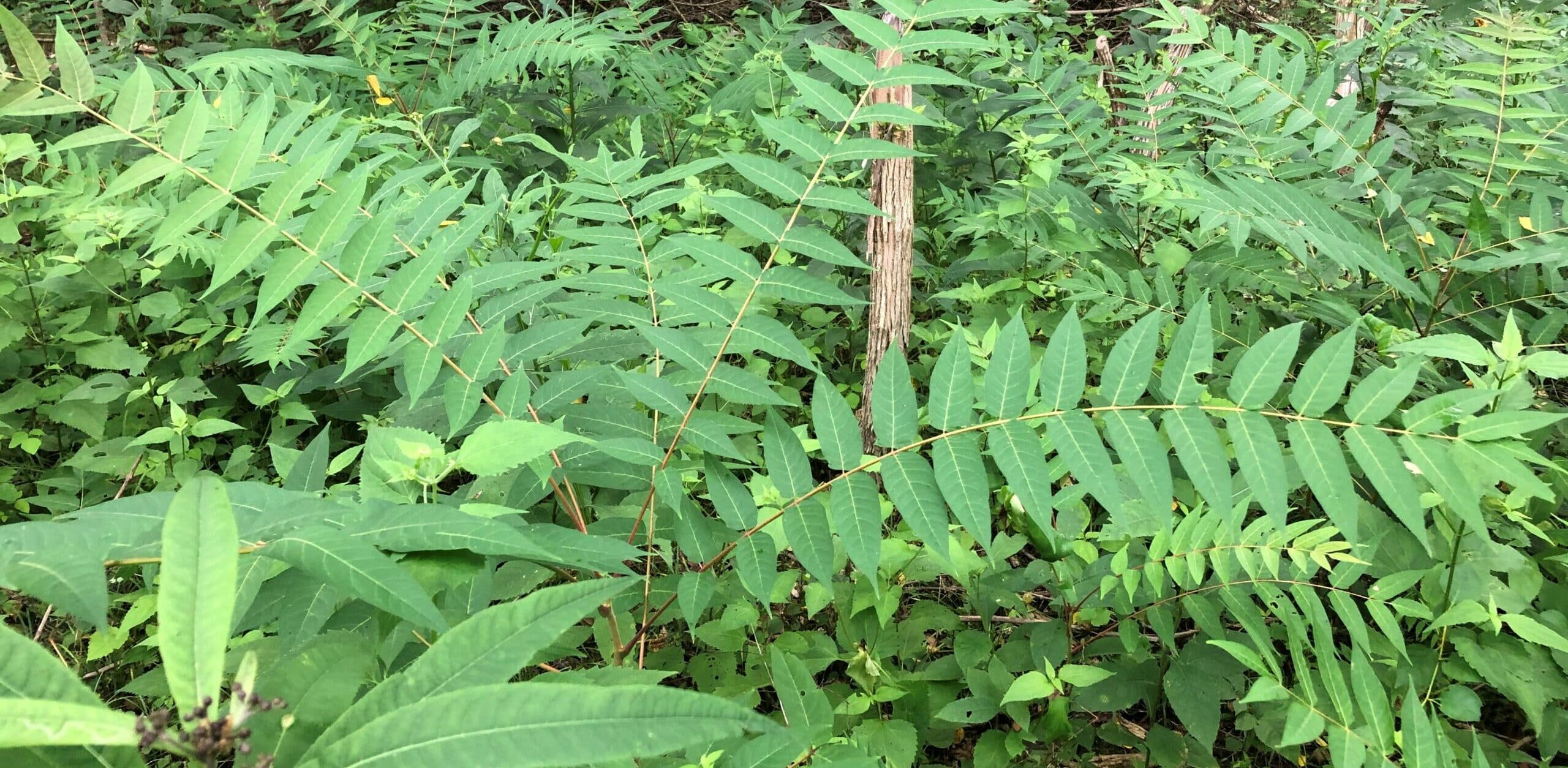 Young Tree of Heaven in Indian Hill woodlands