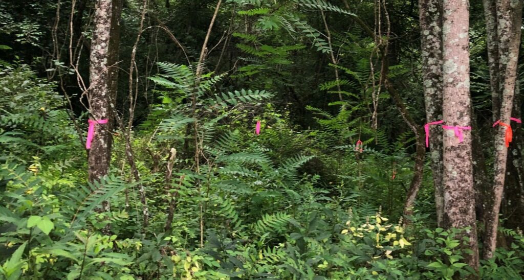 Tree of Heaven, marked by pink tags, in Indian Hill woods