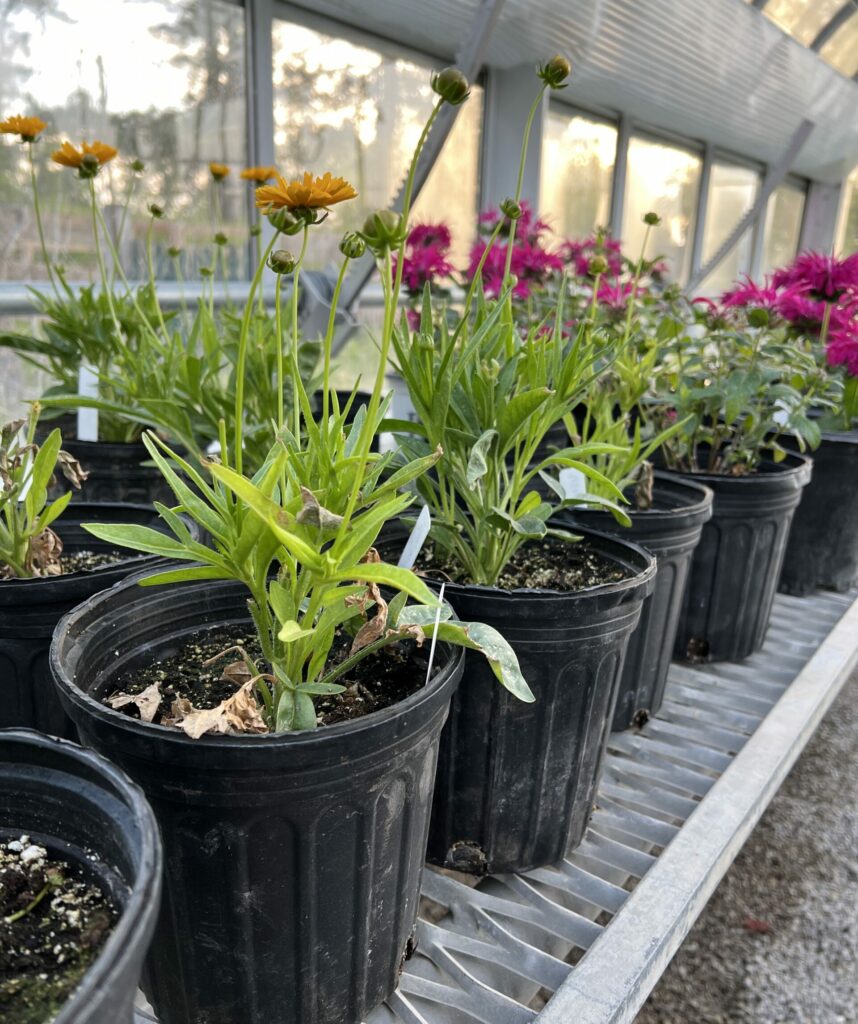 pink and orange flowers growing in pots in greenhouse