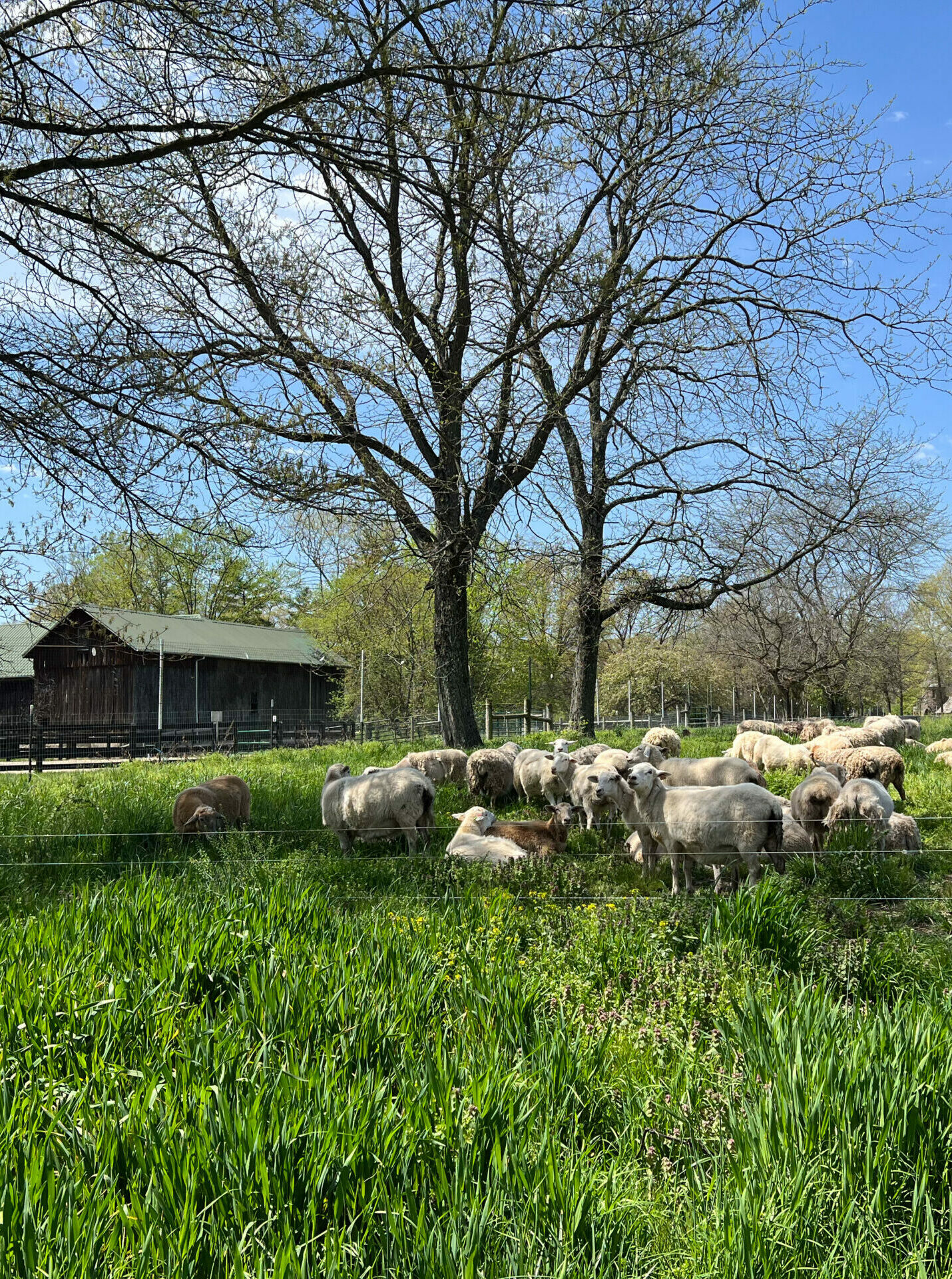 sheep grazing in Ley Field pasture with trees and wooden barn in background
