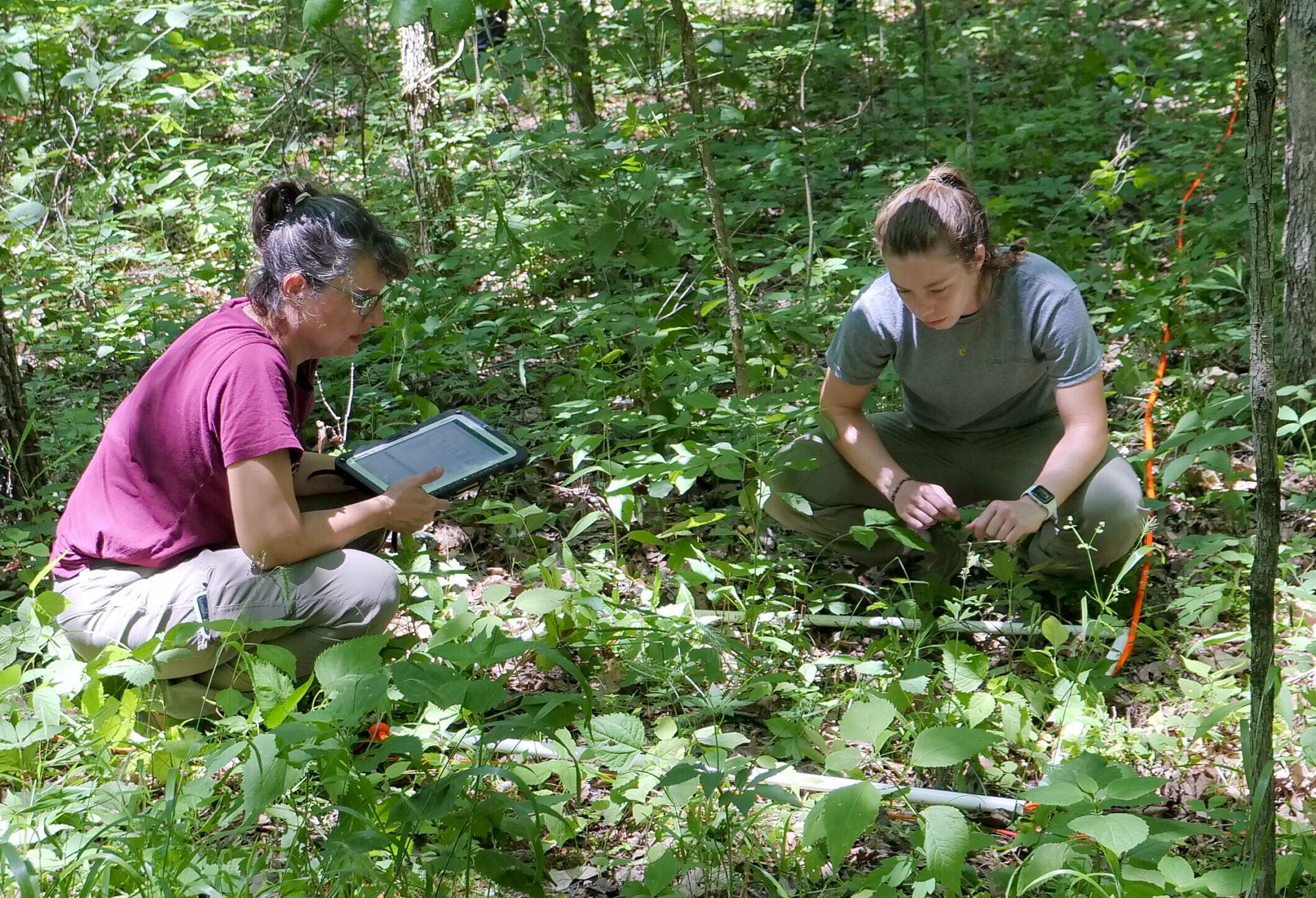 Two Greenacres Research employees recording vegetation observations in the woods