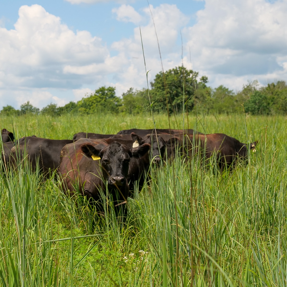 Cattle grazing in lush Native Warm Season Grass pasture