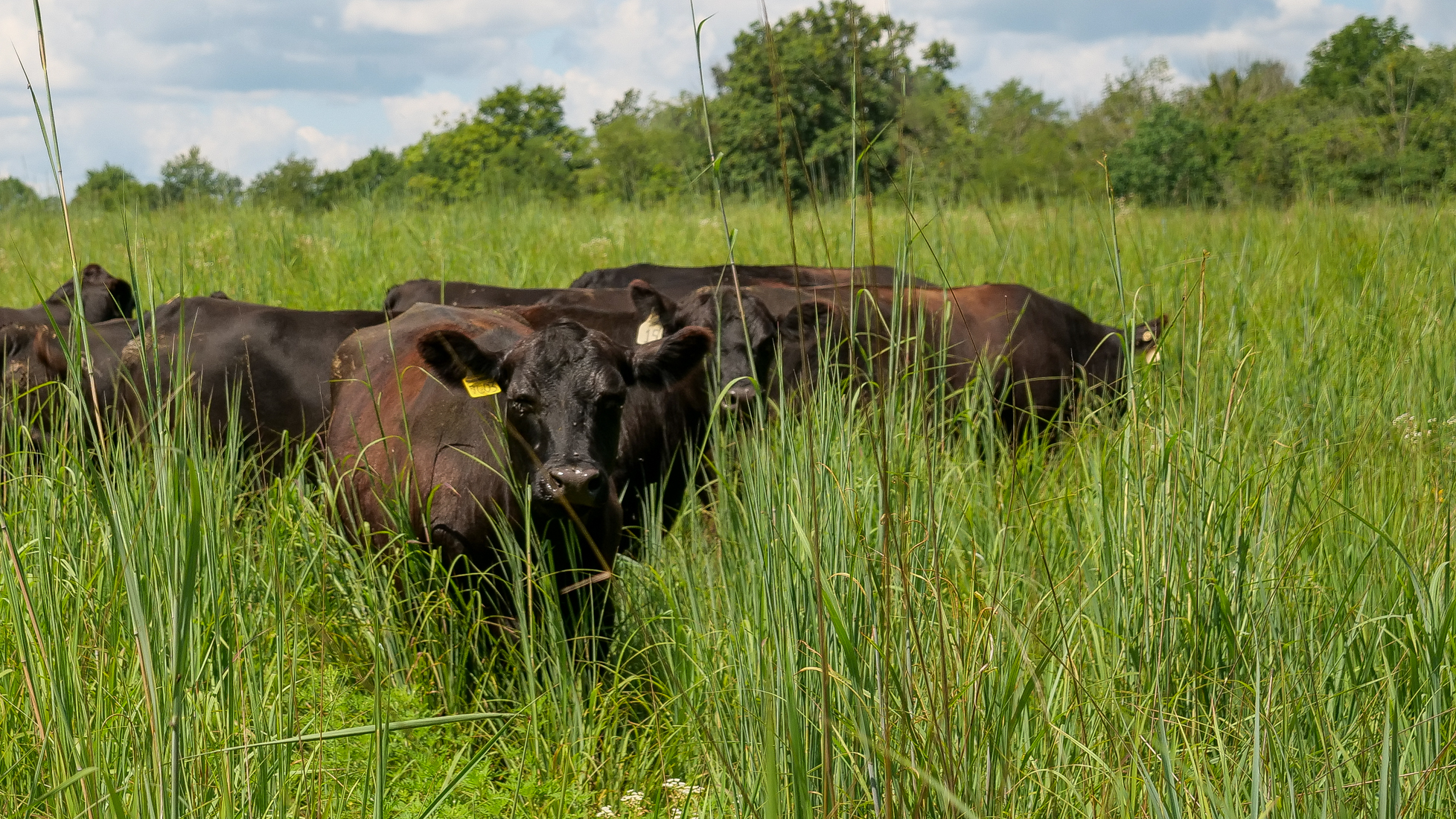 Black angus cattle grazing in lush Native Warm Season Grass pasture