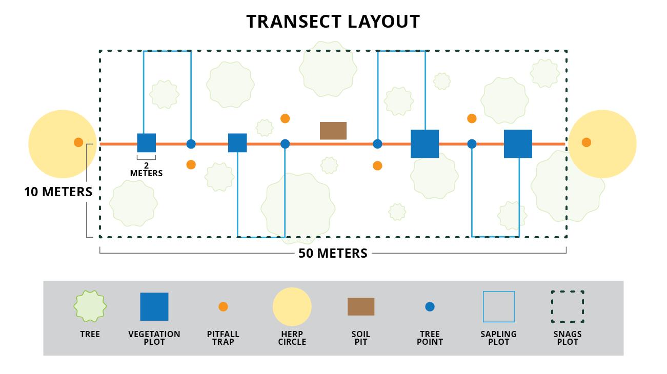 graphic of a transect