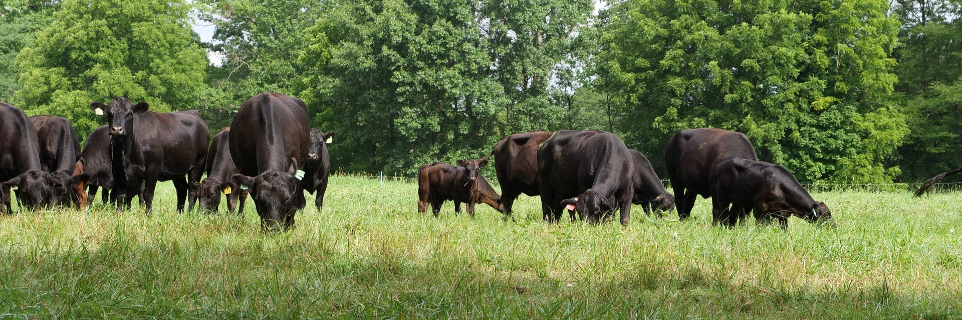 Cattle grazing in pasture with tall trees in background