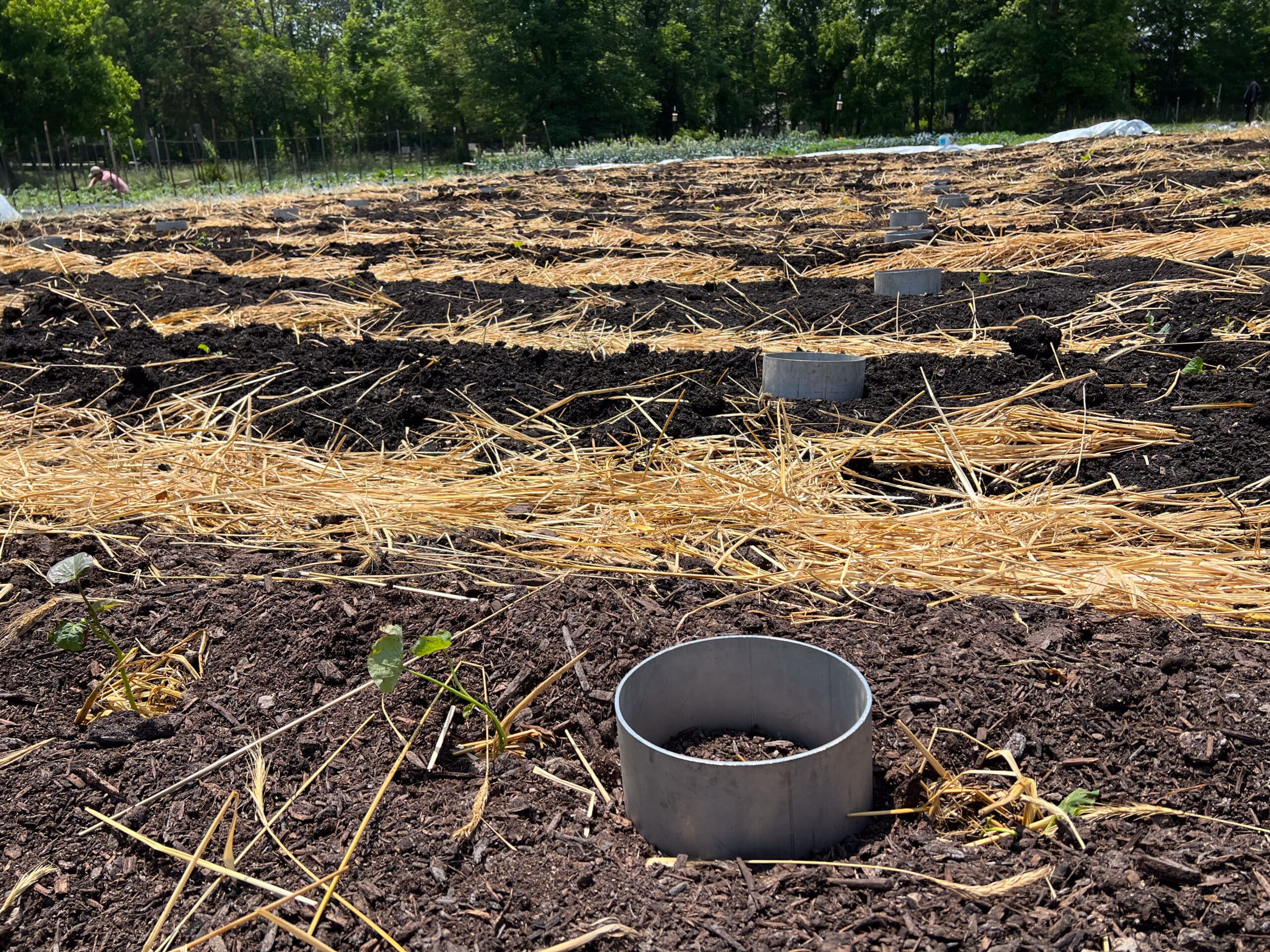 garden plots with metal rings for biochar experiment