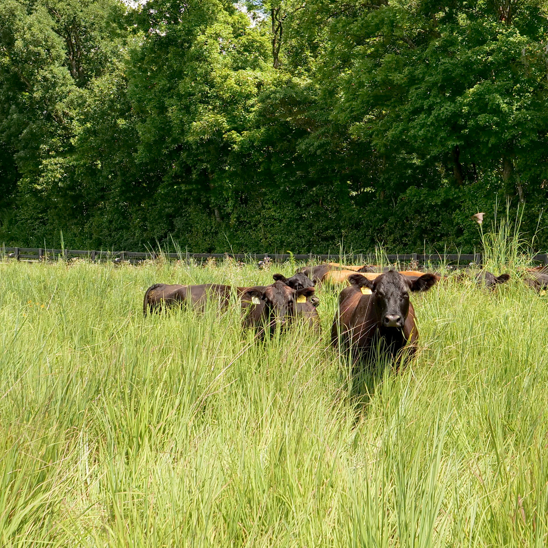 black angus cattle grazing on native warm season grasses