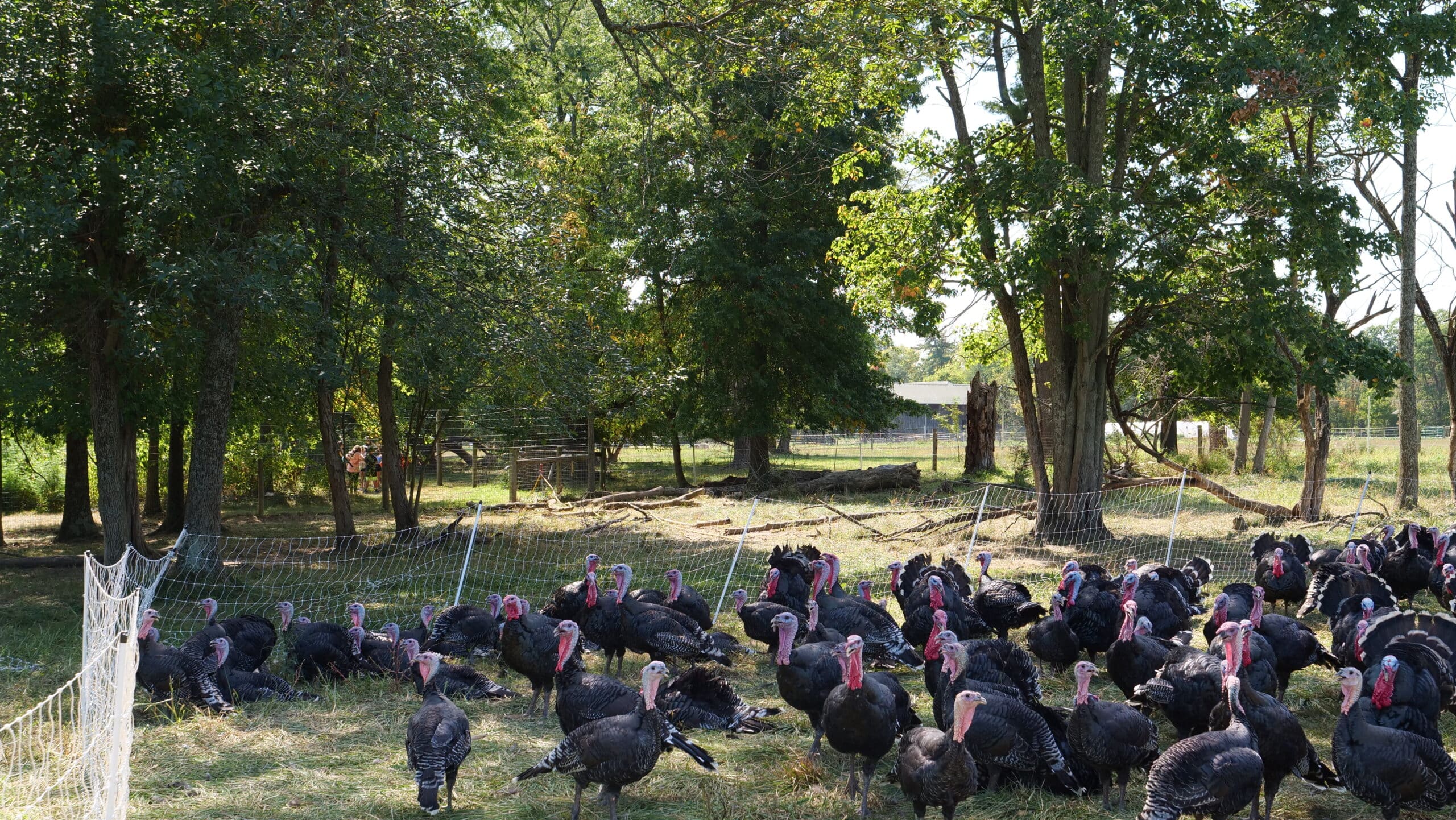 Broad-breasted bronze turkeys on pasture, surrounded by tall trees and with field trip class in the background