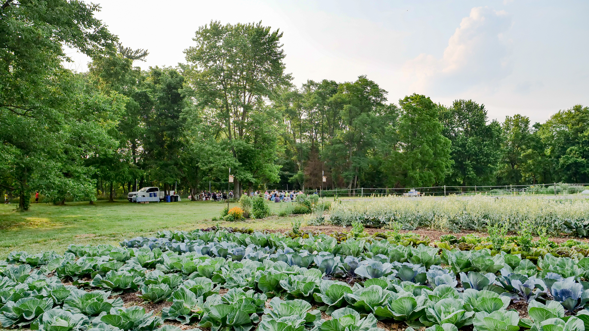 Garden field of brassica plants with people having a picnic in background