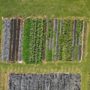aerial view of garden apprentice plot