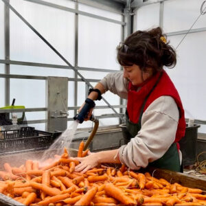Garden apprentice washing large harvest of carrots