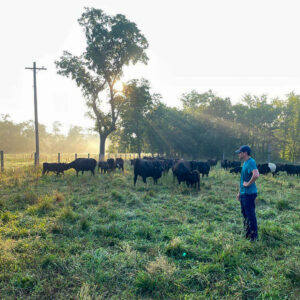 livestock apprentice watching over cattle herd in pasture