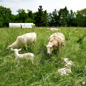 Mothering sheep and lambs grazing in tall grass pasture