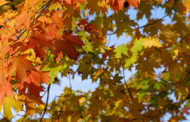 Yellow, orange, and red Fall maple foliage