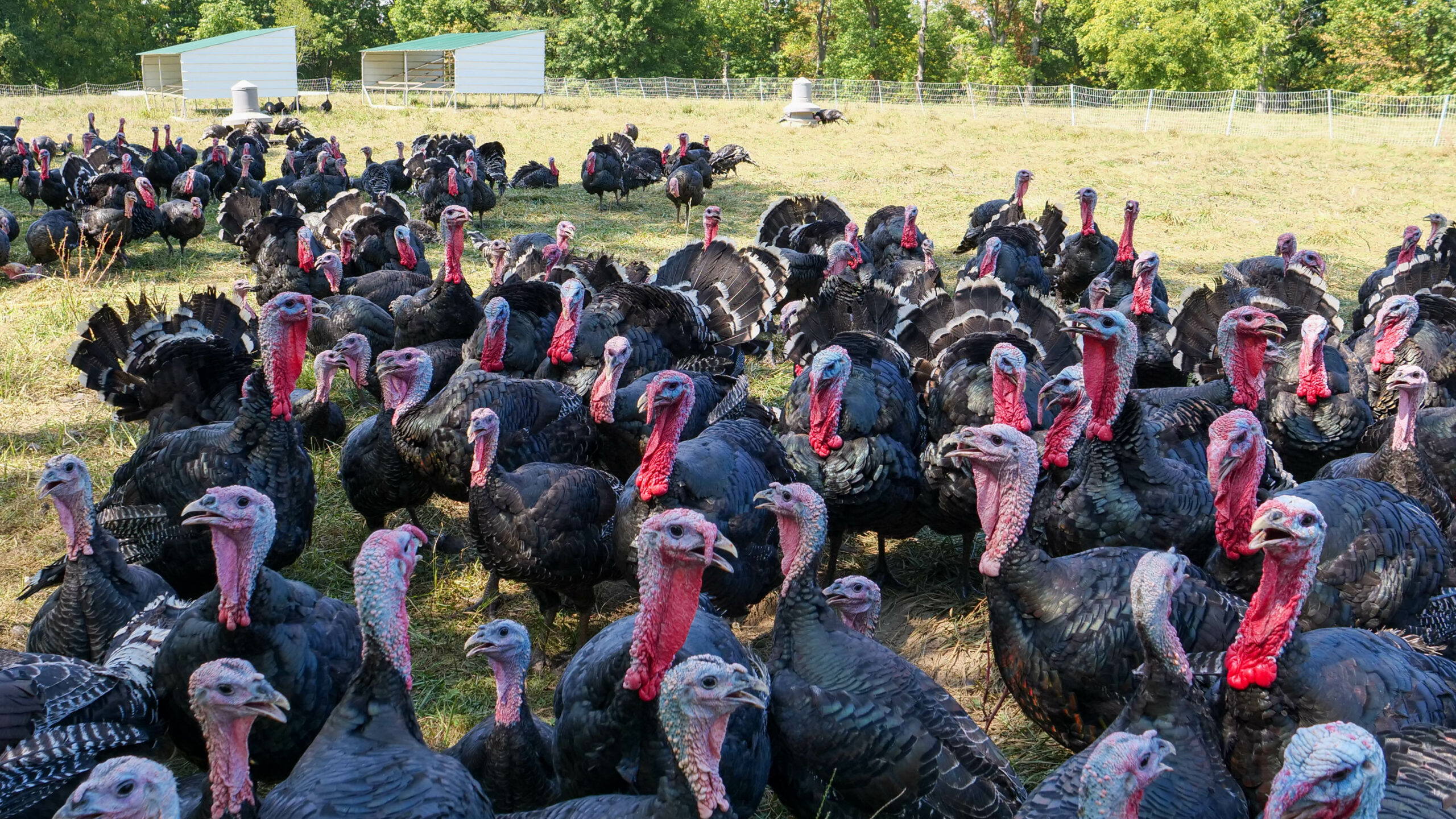 Pasture Raised Bronze Broad Breasted Turkeys