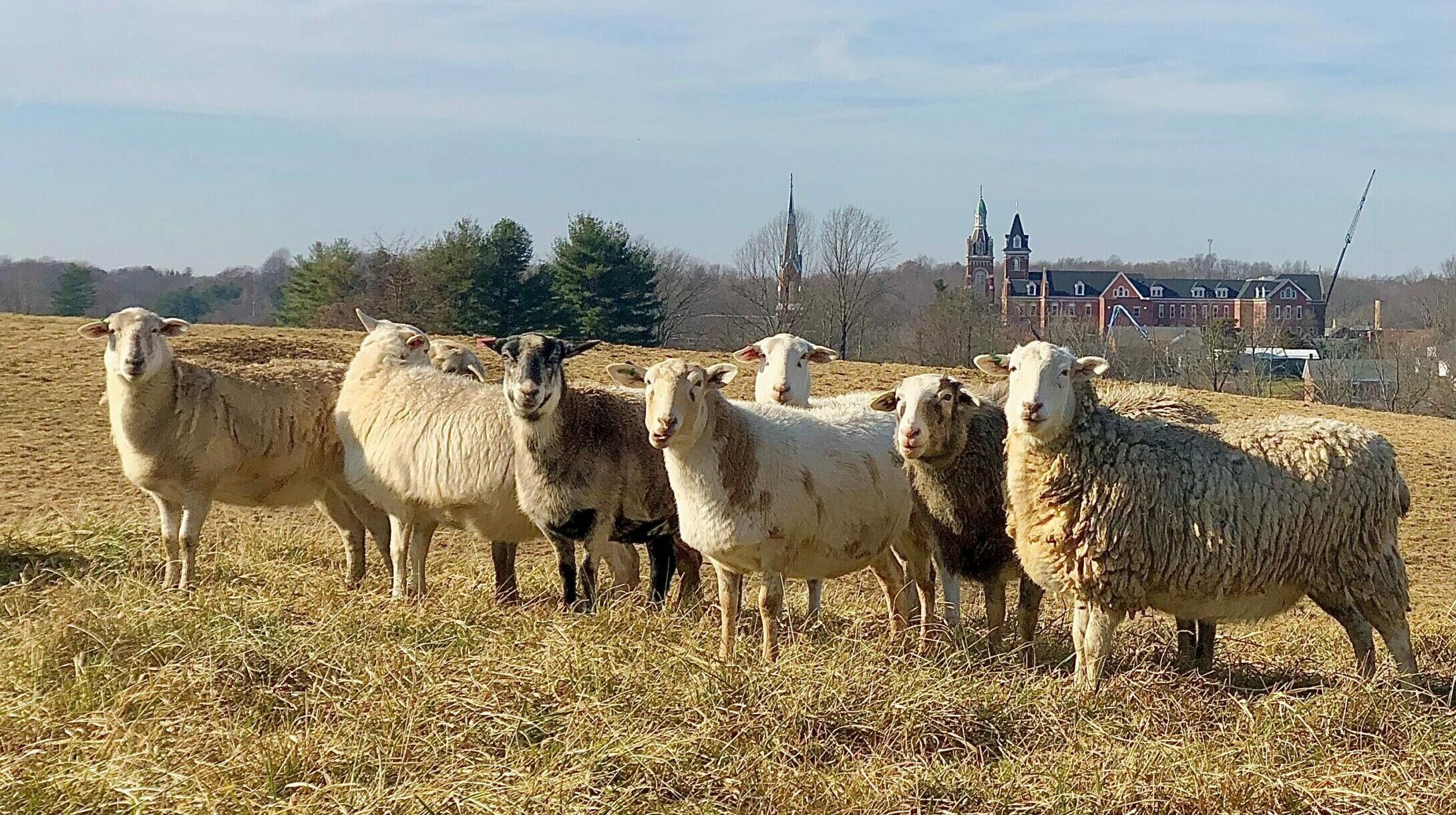 Pastured Katahdin sheep at Michaela Farm in Oldenburg, IN