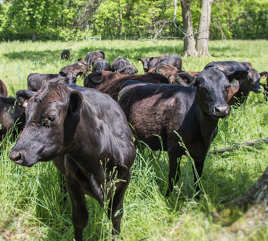 image of cattle in pasture