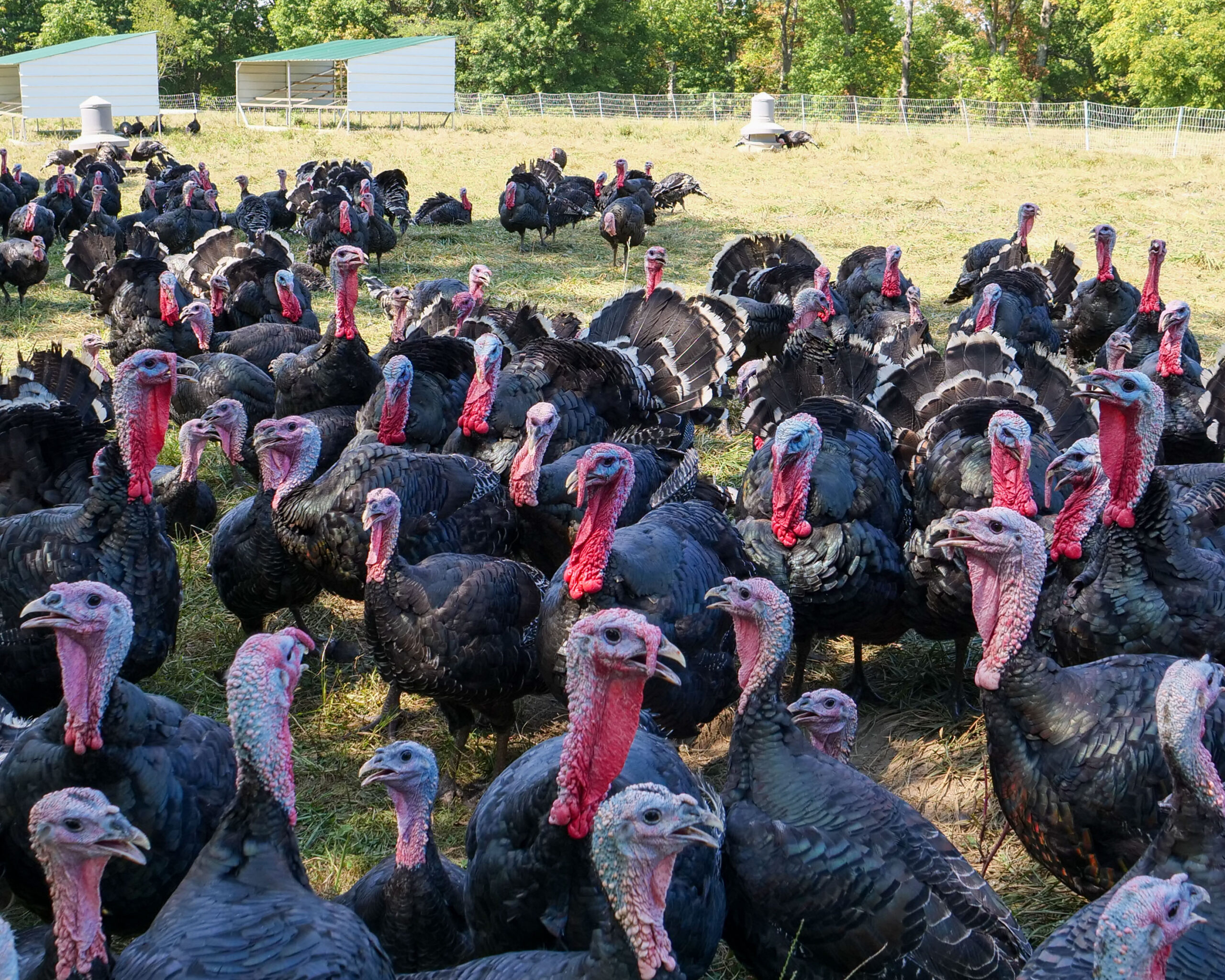 image of pastured turkeys
