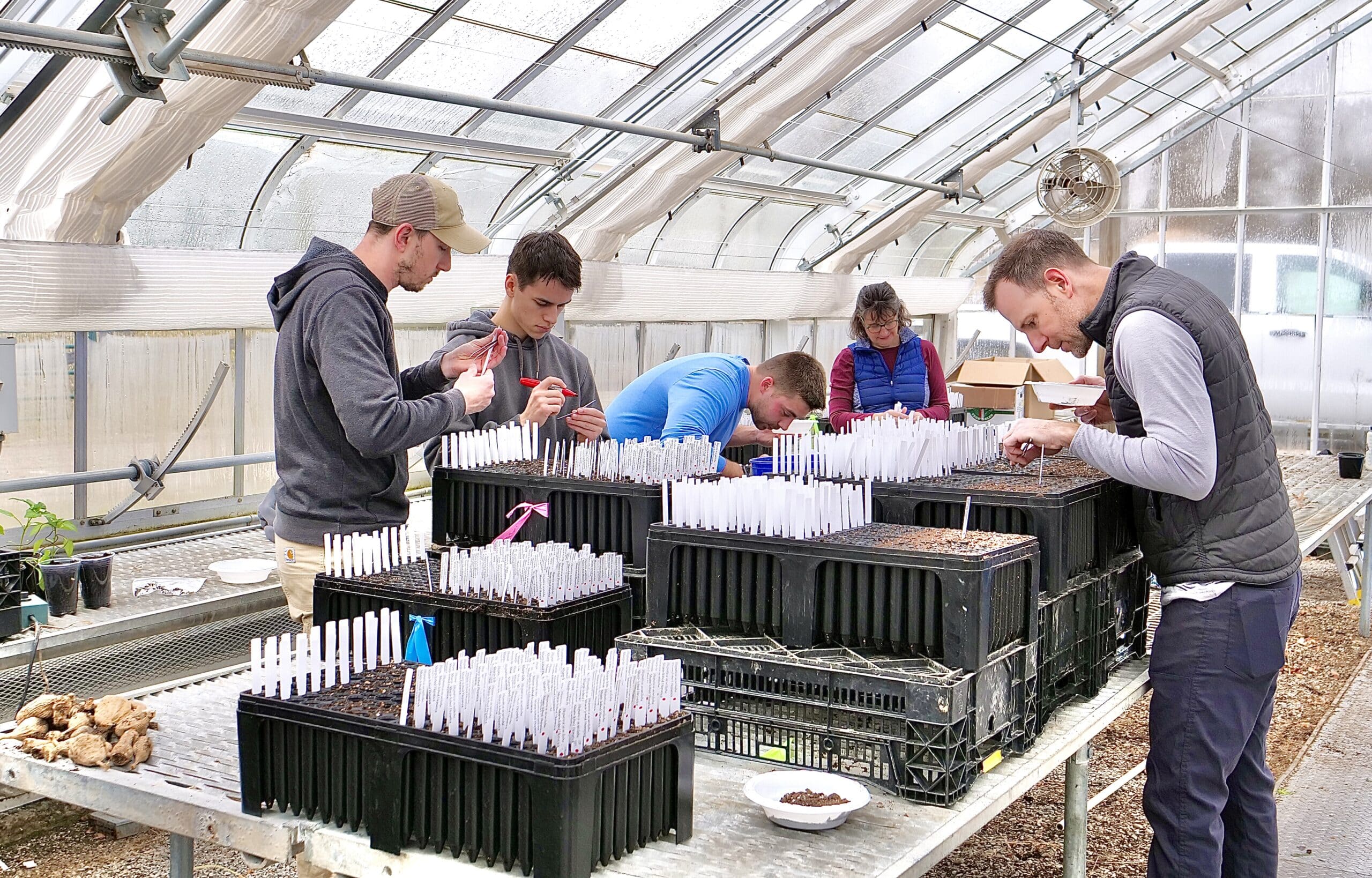 Greenacres research team planting seeds in greenhouse