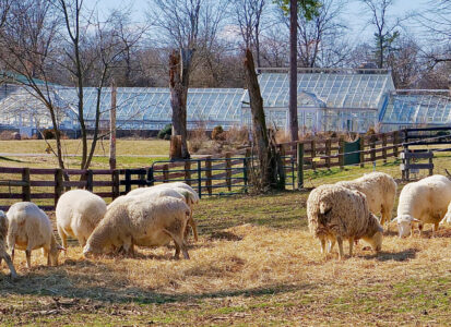 Image of sheep grazing on hay in sunlit pasture with greenhouse and tree-line in background