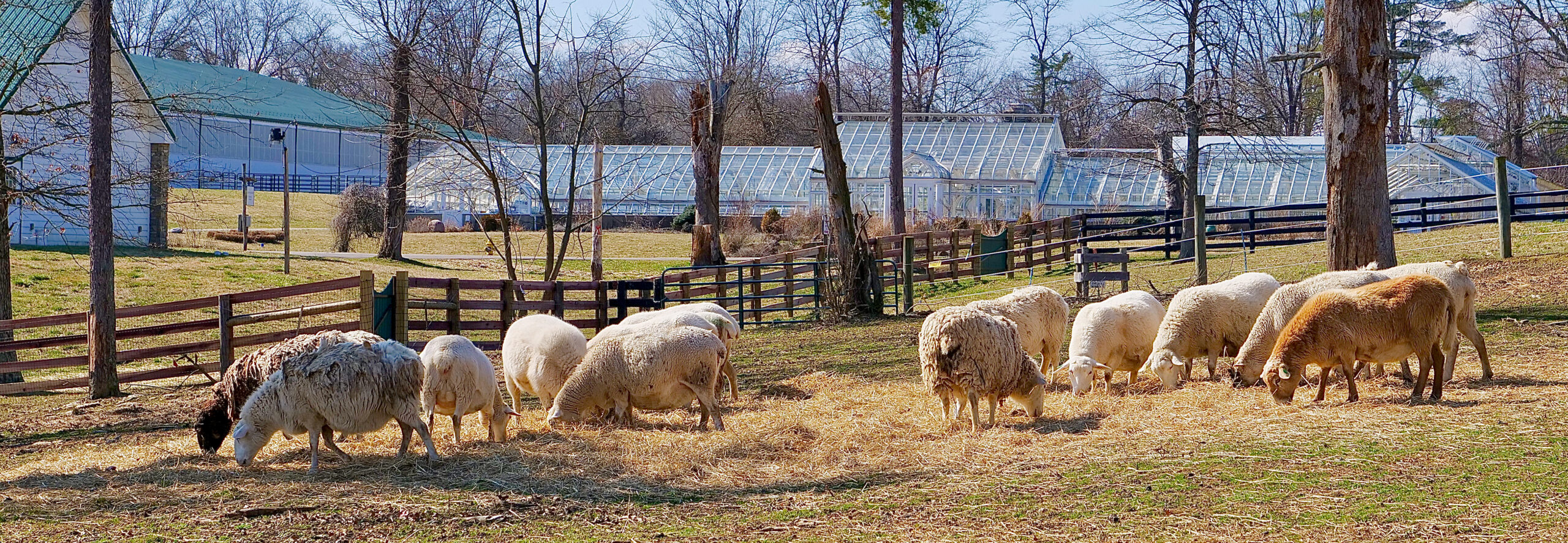 Image of sheep grazing on hay in sunlit pasture with greenhouse and tree-line in background