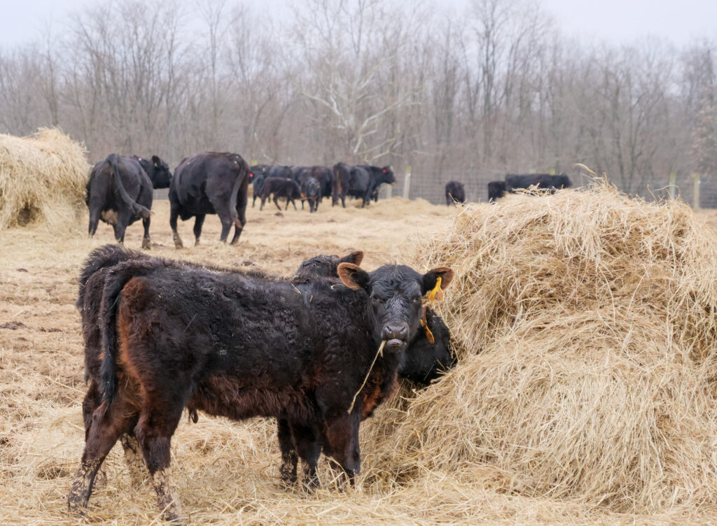 Two black angus calves grazing on hay with more cattle grazing on hay in background